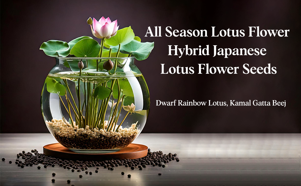 Soil-Free Lotus Flower Seedlings