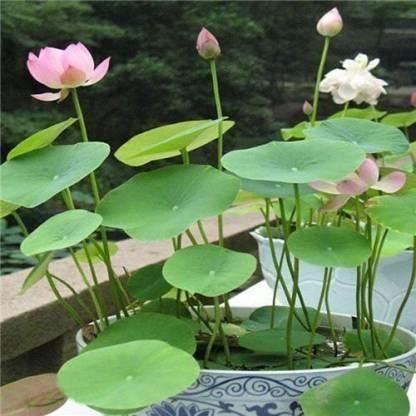 Soil-Free Lotus Flower Seedlings