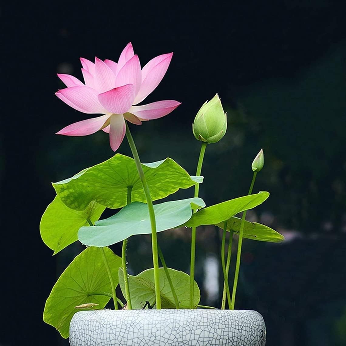 Soil-Free Lotus Flower Seedlings