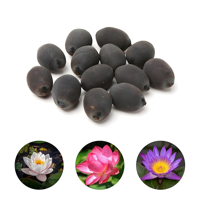 Soil-Free Lotus Flower Seedlings